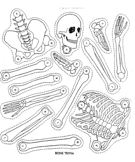 El esqueleto humano en cifras